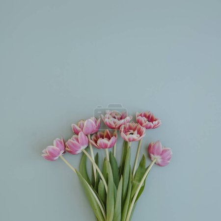 Téléchargez les photos : Bouquet de fleurs de tulipes sur fond bleu pastel. Couché plat, vue du dessus - en image libre de droit