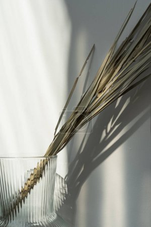 Téléchargez les photos : Tige de feuille de palmier séchée dans un vase en verre contre un mur blanc avec des ombres de lumière du soleil. Nuances douces de soleil sur le mur - en image libre de droit