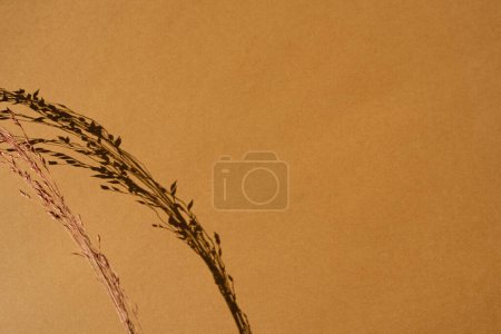 Foto de Tallos de hierba seca sobre fondo de color naranja con espacio de copia. Silueta cálida de reflejos de sombra de luz solar. Minimalista simplicidad plana laico. Estética vista superior composición de la flor - Imagen libre de derechos