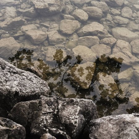 Téléchargez les photos : Côte avec pierres et eau cristalline propre avec reflet des feuilles d'arbre - en image libre de droit