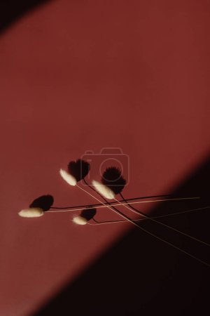 Foto de Dried rabbit tail grass stalks on red color background with copy space. Warm sunlight shadow reflections silhouette. Minimalist simplicity flat lay. Aesthetic top view flower composition - Imagen libre de derechos