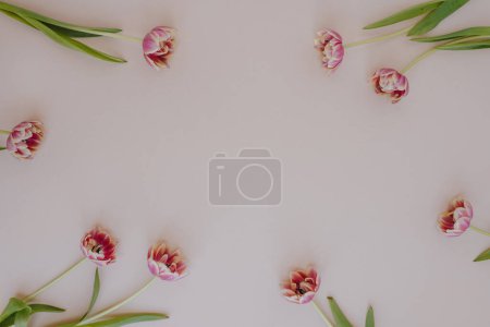 Foto de Estética composición floral mínima. Marco en blanco de flores de tulipán sobre fondo rosa pastel pálido. Estilo de vida creativo, verano, concepto de primavera. Copiar espacio, plano, vista superior - Imagen libre de derechos