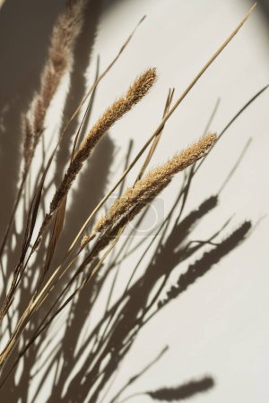 Téléchargez les photos : Elegant gentle dried grass bouquet with sunlight shadow reflections on the wall - en image libre de droit