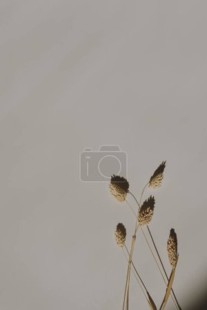 Photo for Dry fluffy bunny tail grass on warm tan white background with soft blurred sunlight shadows. Aesthetic bohemian minimal floral composition with copy space and sun light shades. Parisian vibes - Royalty Free Image