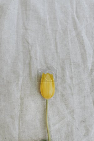 Téléchargez les photos : Élégante fleur de tulipe jaune sur toile de lin froissée beige neutre. Pose plate, vue de dessus composition florale minimaliste esthétique délicate - en image libre de droit