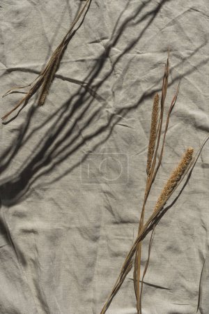 Foto de Elegantes tallos de hierba seca suave con reflejos cálidos de sombra de luz solar sobre un paño de lino beige neutro arrugado - Imagen libre de derechos