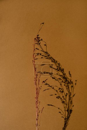 Foto de Hermosa hierba seca sobre fondo naranja neutro profundo. Estética composición floral mínima - Imagen libre de derechos