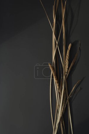 Foto de Ramo de hierba de pampas secas sobre fondo oscuro con sombras en la pared. Silueta a la luz del sol. Estética composición floral mínima - Imagen libre de derechos