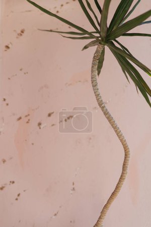 Téléchargez les photos : Gros plan de feuilles exotiques vertes de palmier tropical sur fond rose. Composition nature estivale avec copyspace - en image libre de droit