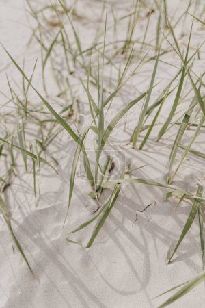 Téléchargez les photos : White sand beach with dry beige grass stems - en image libre de droit