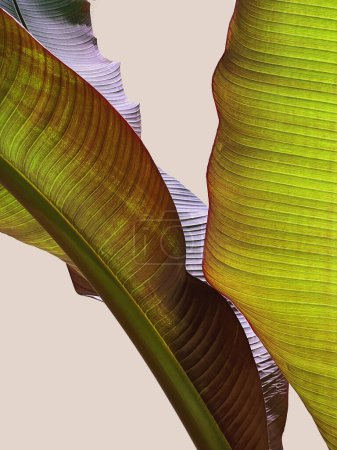 Tropische exotische Palmenblätter im Hintergrund. Ästhetische minimale florale Komposition