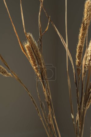 Photo for Aesthetic dried beige pampas grass, reeds. Beautiful minimal background with neutral colors. Sunlight shadow reflections on the wall. Parisian vibes - Royalty Free Image