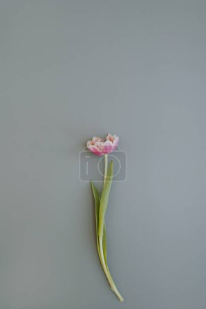 Foto de Tulip flower on pastel blue background. Flat lay, top view - Imagen libre de derechos
