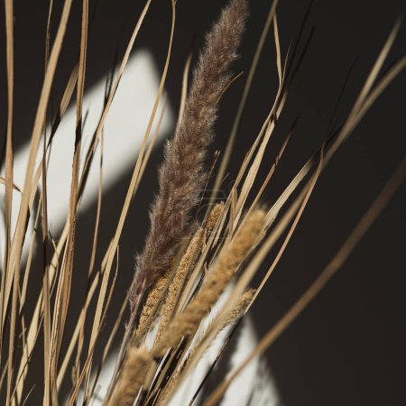 Foto de Ramo de hierba seca de pampas en cálidas sombras de luz solar en la pared blanca. Estética neutra composición floral bohemia - Imagen libre de derechos