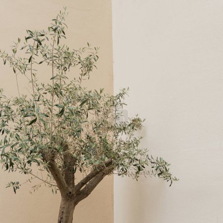 Photo for Aesthetic olive tree leaves on neutral soft pastel beige wall background. Elegant minimalist nature concept with copy space - Royalty Free Image