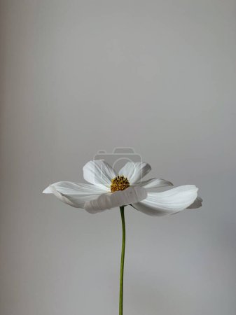 Photo for Elegant white daisy chamomile flower on white background. Aesthetic flower composition. Still life summer, spring concept - Royalty Free Image