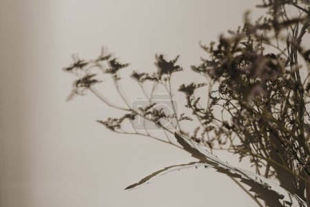 Foto de Ramo de hierba seca en sombras borrosas de luz solar en la pared beige neutra oscura. Estética composición floral mínima - Imagen libre de derechos