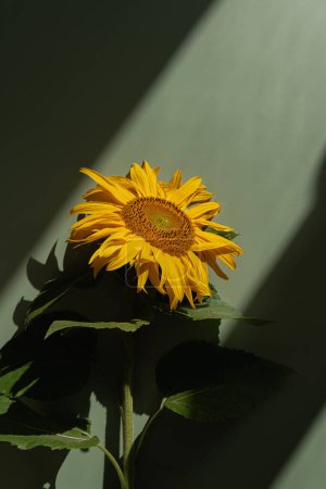 Foto de Brote de girasol en sombras de luz solar estéticas sobre fondo verde. Composición floral mínima - Imagen libre de derechos