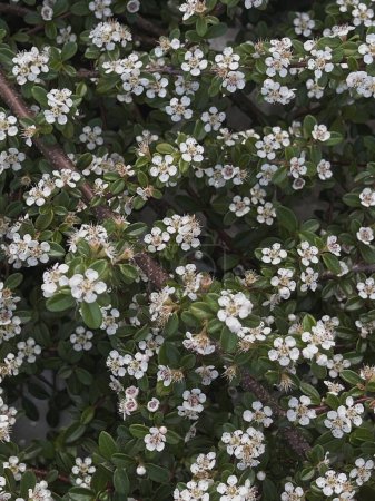 Téléchargez les photos : Champ de fleurs sauvages blanches et herbe verte. Fleurs esthétiques fond - en image libre de droit