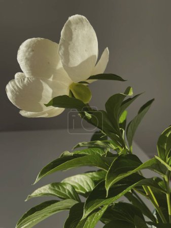 Foto de Estética composición de flores bohemia de lujo. Elegante flor de peonía suave en las sombras de luz solar - Imagen libre de derechos