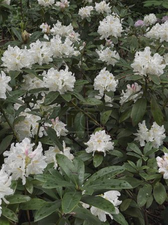 Foto de Flores blancas y hojas verdes arbusto - Imagen libre de derechos