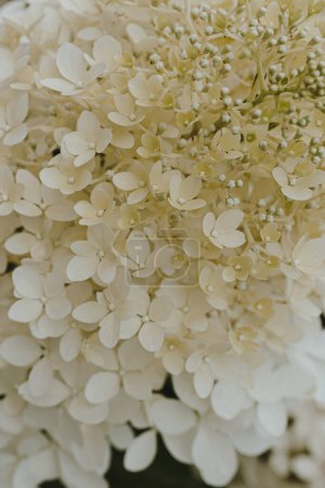 Foto de Cabezas blancas de flores de hortensias - Imagen libre de derechos