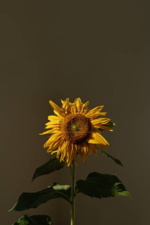 Foto de Girasol en las sombras de la luz solar contra la pared oscura. Fondo floral estético - Imagen libre de derechos