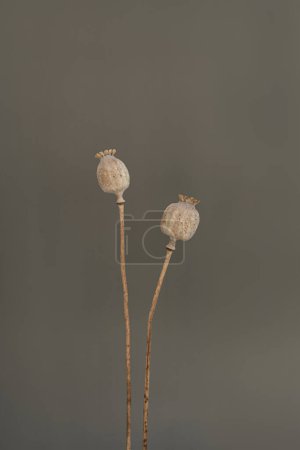 Foto de Tallos secos de amapola sobre fondo gris neutro. Estética composición floral mínima. Vibraciones parisinas - Imagen libre de derechos