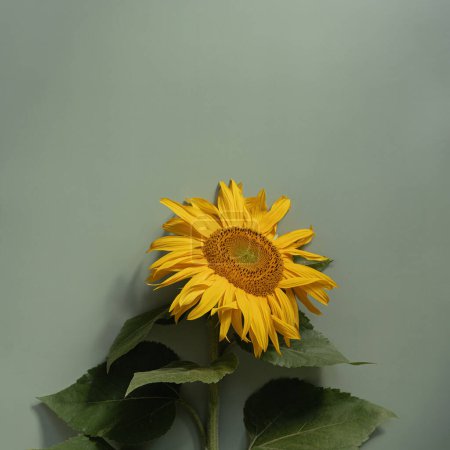 Foto de Girasol sobre fondo verde claro. Fondo floral estético. Piso tendido, vista superior - Imagen libre de derechos