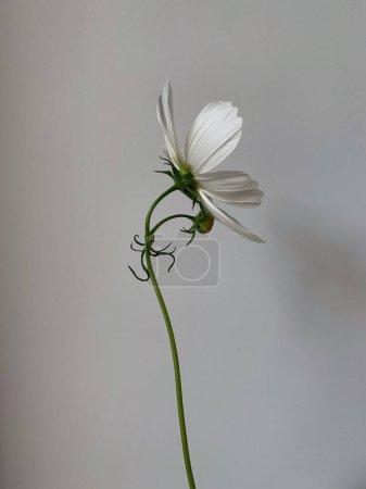 Téléchargez les photos : Fond de fleur de style minimal. Marguerite blanche fleur de camomille sur mur blanc. Espace de copie. Style de vie créatif été, printemps concept - en image libre de droit