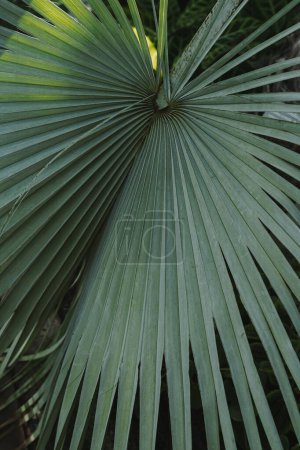 Foto de Tropical exotic palm leaves background. Aesthetic minimal floral composition - Imagen libre de derechos