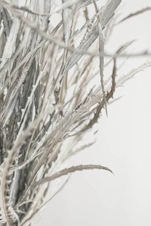 Foto de Hojas y ramas florales secas sobre fondo blanco. Colocación plana, vista superior mínima composición de flores neutras - Imagen libre de derechos