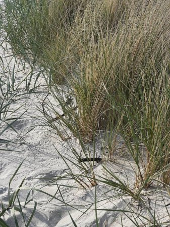Téléchargez les photos : Tiges d'herbe sèche sur la plage avec du sable blanc. Neutre beige couleurs nature paysage - en image libre de droit