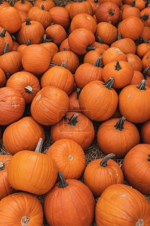 Photo for Lots of colourful orange pumpkins. Autumn fall seasonal pattern composition - Royalty Free Image