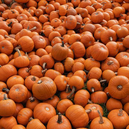 Foto de Muchas calabazas naranjas en el mercado de granjeros. Calabazas de fondo - Imagen libre de derechos