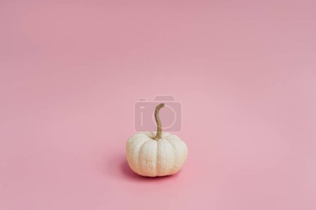 Photo for Beautiful decorative pumpkin on pastel pink background. Autumn fall season concept - Royalty Free Image