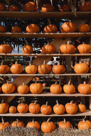 Photo for A lot of pumpkins at farmers market. Pumpkins background - Royalty Free Image