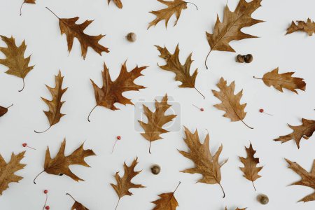 Photo for Minimal autumn fall pattern. Dried oak tree leaves and acorns on white background - Royalty Free Image
