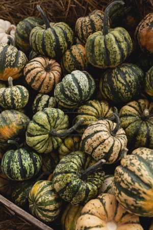 Photo for Pile of many harvested striped pumpkins at farmers market. Autumn fall seasonal background - Royalty Free Image