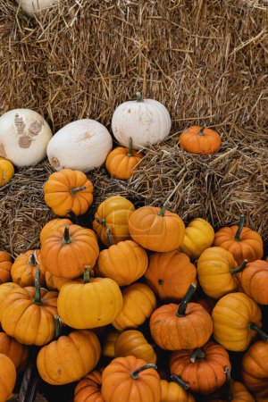 Photo for Pile of many harvested orange and white pumpkins at farmers market. Autumn fall seasonal background - Royalty Free Image