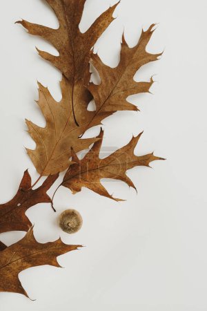 Photo for Dry oak leaves and acorns on white background. Autumn, fall composition - Royalty Free Image