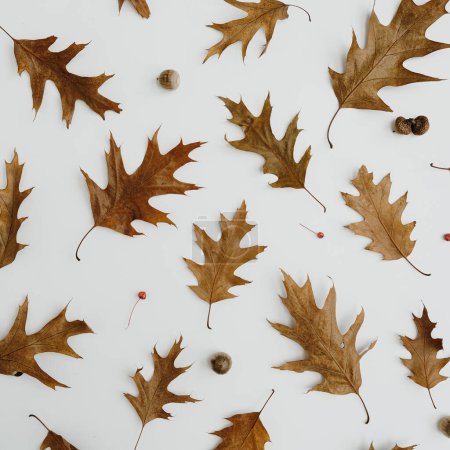 Photo for Minimal autumn fall pattern. Dried oak tree leaves and acorns on white background - Royalty Free Image