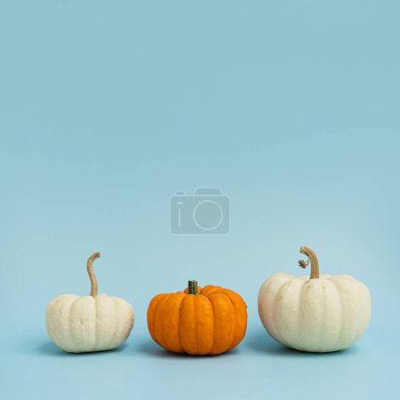 Foto de Calabazas decorativas. Estética otoño, otoño, acción de gracias, halloween concepto creativo con espacio de copia - Imagen libre de derechos