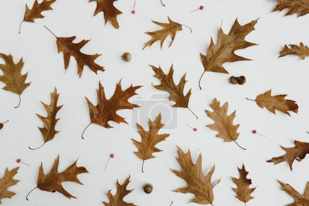Photo for Dry oak leaves and acorns on white background. Autumn, fall template - Royalty Free Image
