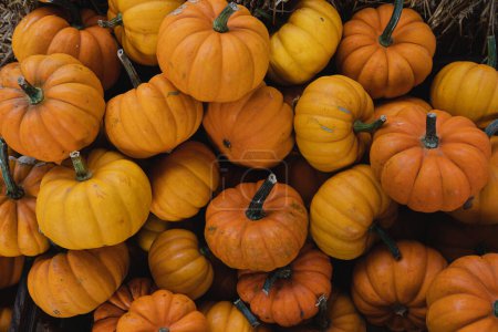 Photo for Lots of colourful orange pumpkins. Autumn fall seasonal pattern composition - Royalty Free Image