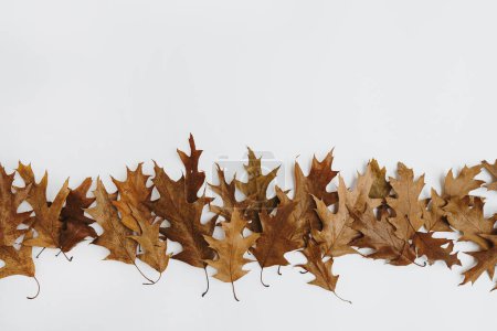 Photo for Dry oak leaves on white background. Autumn, fall template with copy space - Royalty Free Image