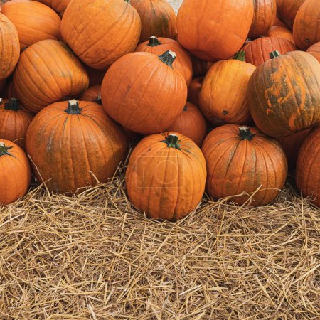 Photo for Pile of many harvested orange pumpkins at farmers market. Autumn fall seasonal background - Royalty Free Image
