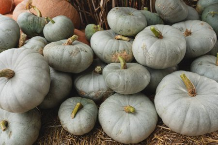 Photo for Lots of white pumpkins. Autumn fall seasonal pattern composition - Royalty Free Image