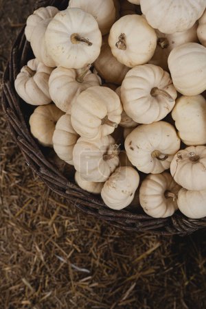 Photo for Pile of many harvested white pumpkins at farmers market. Autumn fall seasonal background - Royalty Free Image