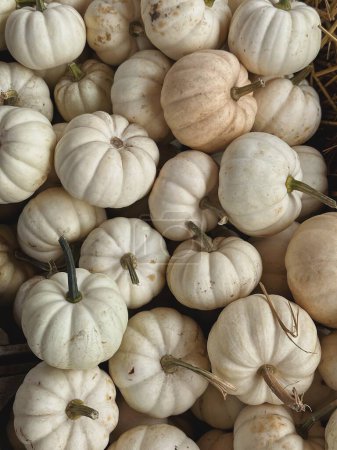 Photo for Lots of white pumpkins. Autumn fall seasonal pattern composition - Royalty Free Image